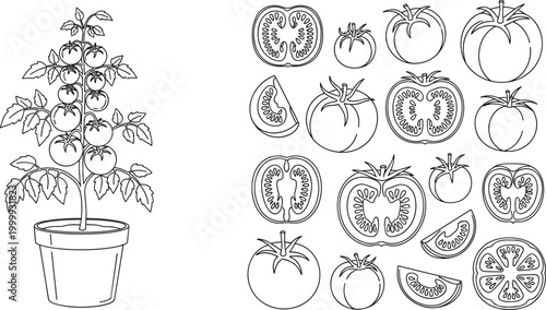 Tomato plant in pot with fruit and detailed slice set, hand drawn outline botanical illustration featuring whole tomatoes and cross sections collection