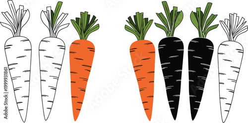 Carrot illustration set with outline, colored and silhouette variations, hand drawn vegetable collection featuring organic root food icons isolated on white background