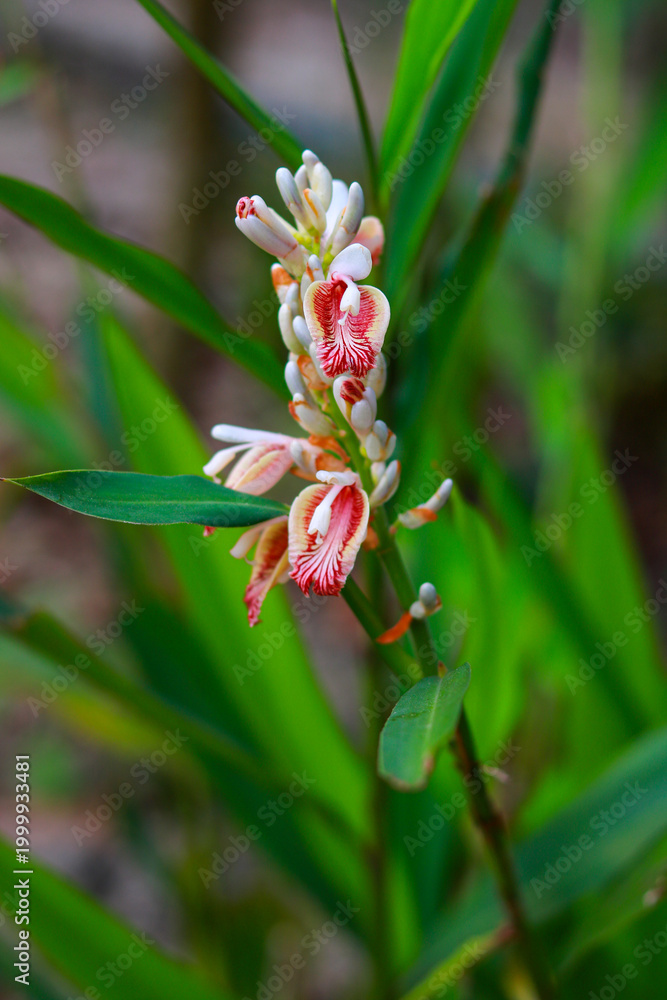 Obraz premium Beautiful Shell Ginger Flower Blooming in Tropical Garden