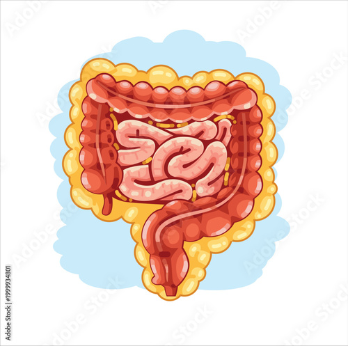 Visceral Fat Around Intestines Illustration