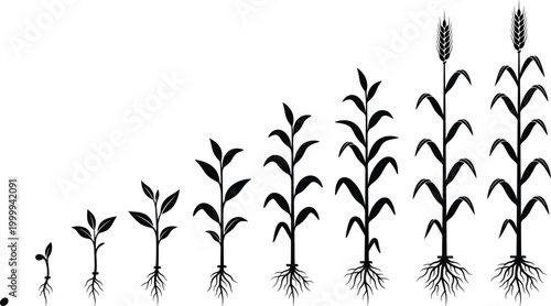 Plant growth stages silhouette, crop lifecycle seed to wheat development black vector agriculture illustration design concept