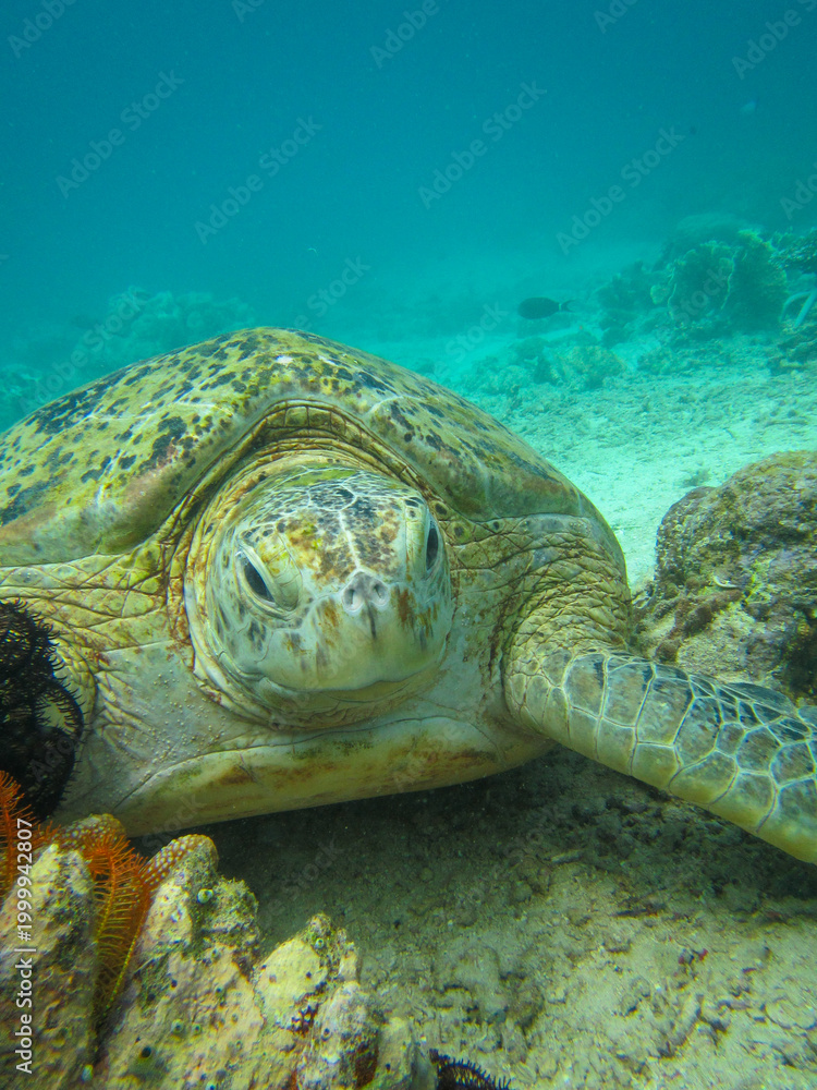 Fototapeta premium green sea turtle endangered coral reef