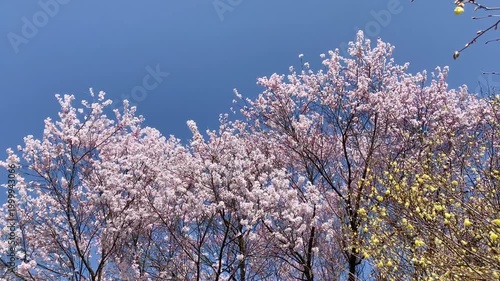 青空に咲く花見山公園のソメイヨシノとレンギョウ