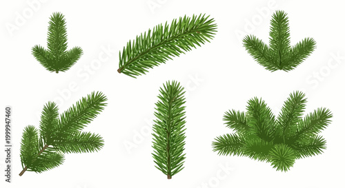 Versatile Collection of Realistic Green Evergreen Pine and Fir Branches for Winter Holiday Season Decorations and Festive Graphic Design Elements