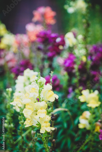the flower in the nature with dramatic tone