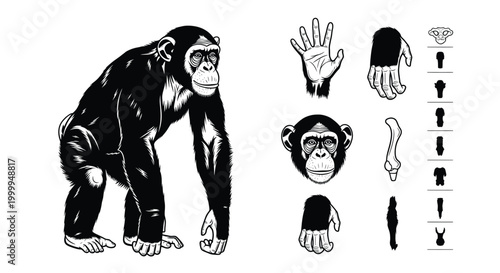 Black Chimpanzee Vector Illustration Set Featuring Full Ape Body And Detailed Anatomy Parts Including Hands And Face Isolated On White