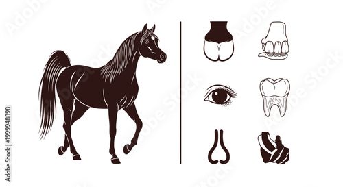 Dark Horse Vector Illustration Set Including Hoof Teeth Eye And Leg Anatomy Elements For Educational Equestrian Biology And Veterinary Science Designs
