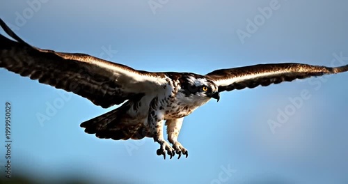Majestic osprey soaring through a clear blue sky, showcasing its hunting prowess above a serene landscape