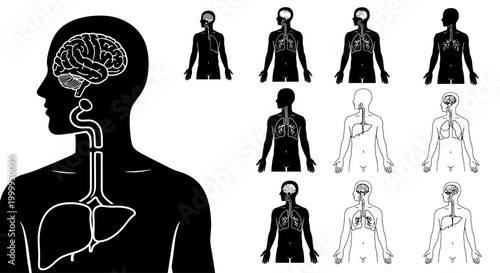 Human Anatomy Displaying Brain Lungs and Liver