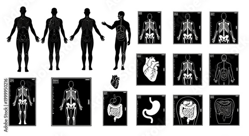 Human Anatomy X ray of the Skeletal Structure and Internal Organs