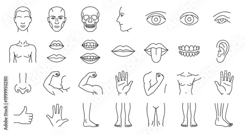 Human Body Parts Line Art Vector Illustration Design Anatomical Set