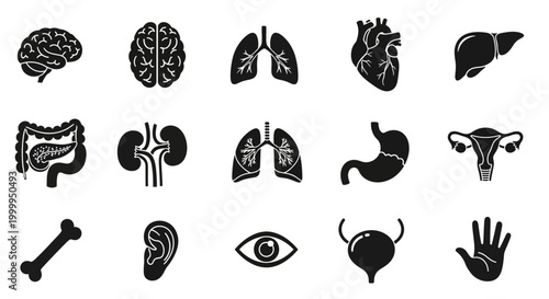 Human Organs Set Illustration Depicting Health Anatomy and Medical Concepts