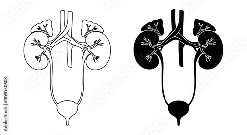 Kidney Anatomy Illustration Black and White Medical Diagram of the Human Urinary System