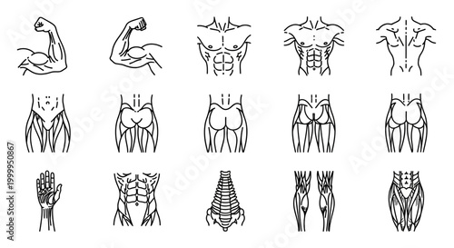 Muscle Anatomy Collection with Detailed Human Body Structure and Muscular System