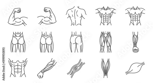Muscle Anatomy Line Art for Medical Education and Fitness Concepts