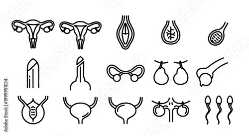 Reproductive System Icon Set Illustration Medical and Anatomical Icons