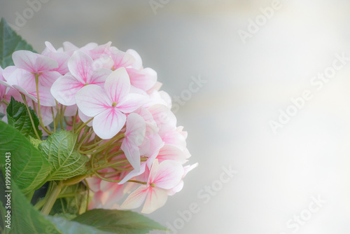 the flower in the nature with dramatic tone