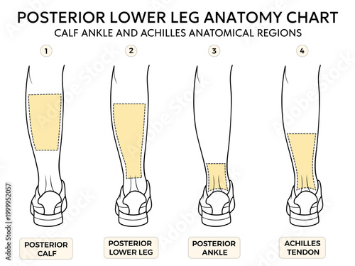 Posterior lower leg anatomy chart showing calf ankle and achilles tendon regions