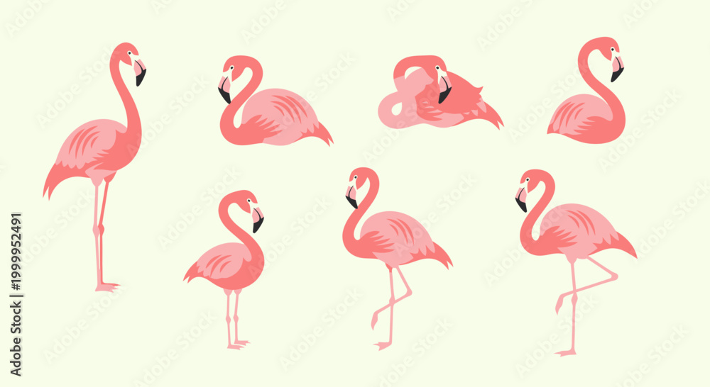 Fototapeta premium Flamingos standing in various poses.