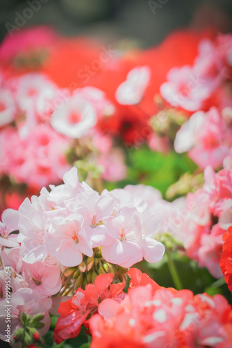 colorful flowers in the nature with dramatic tone