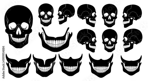 Skull Set Vector Graphic in Black and White Anatomical Skull Illustration