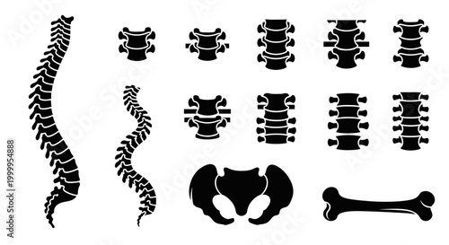 Spine Anatomy with Bones Illustration for Medical Use and Educational Purposes
