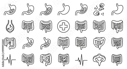 Stomach Intestine Digestion Organs Medical Illustration with Internal Human Anatomy