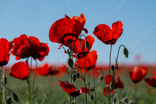 Foto Scarlet poppy flowers in a field on a spring morning