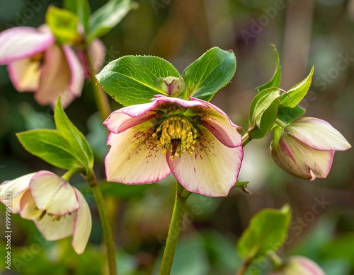 Beautiful Hellebore Flower Bloom in Natural Garden Close Up