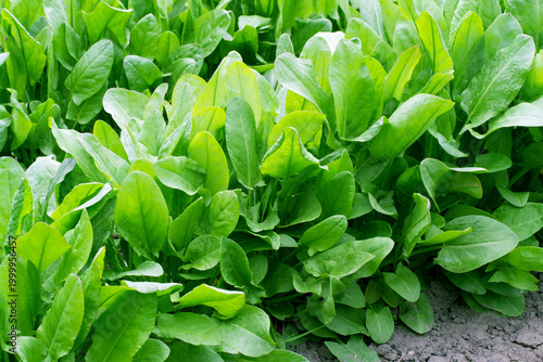 Tablou pe pânză Lush juicy bushes of green sorrel in the garden