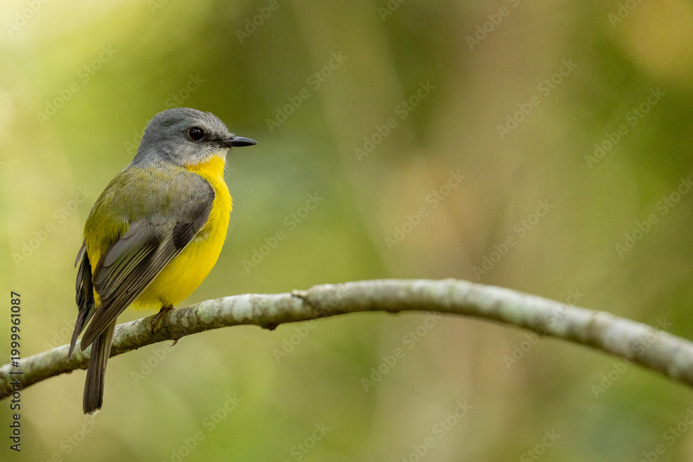 Fototapeta premium Eastern yellow robin perched peacefully on a branch in a forest