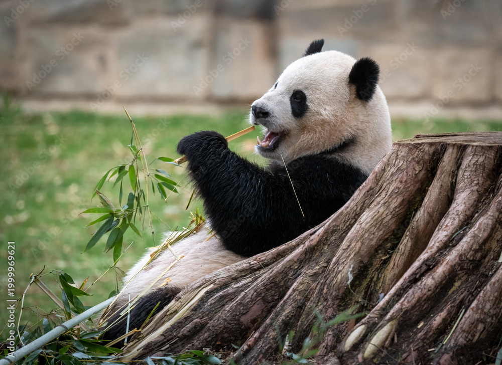 Ταπετσαρία Giant panda eating bamboo leaning on a tree trunk and overall showing very chill