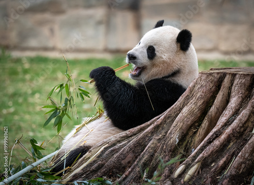 Φωτογραφία Giant panda eating bamboo leaning on a tree trunk and overall showing very chill