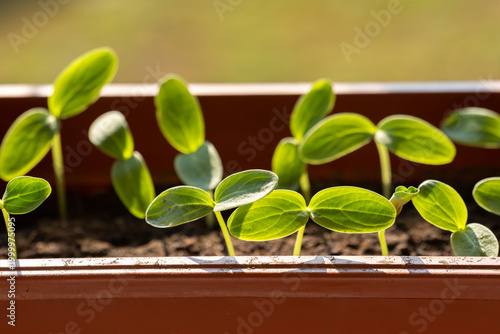 Close-up of young cucumber seedlings with first true leaves emerging from dark soil in a planter, bathed in sunlight, symbolizing growth, new life, and spring gardening.