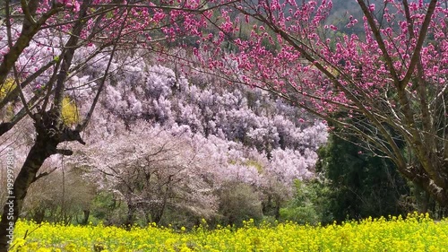 生花の里の千本桜と菜の花と梅の花