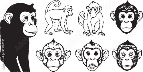 Hand drawn sketch of wild monkey with long tail walking on ground black and white vector animal illustration