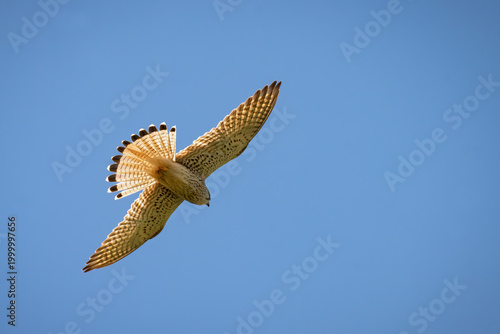 Common kestrel , Falco tinnunculus, in flight. Flying with spread wings, close up