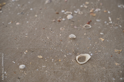 Sandy beach texture with small shells and pebbles