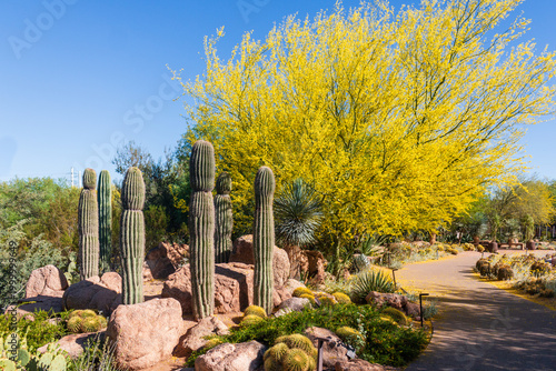 Palo Brea tree and Saguaro, Landscape, Desert Botanical Garden in Phoenix