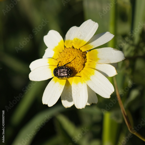 a close up of a crown daisy with a spotted chafer, Oxythyrea funesta, beetle in the middle of the flower