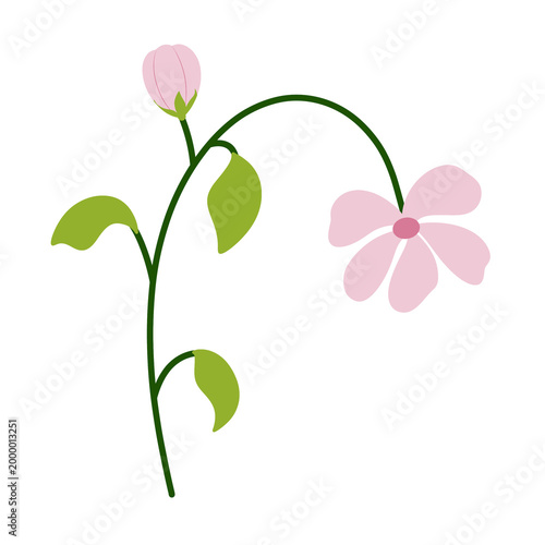 pink flower isolated on white