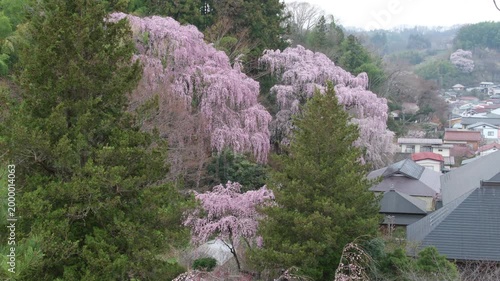福聚寺桜と家並み