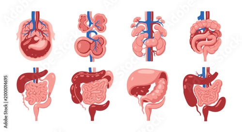 Illustrated anatomical diagrams of human internal organs isolated on white background