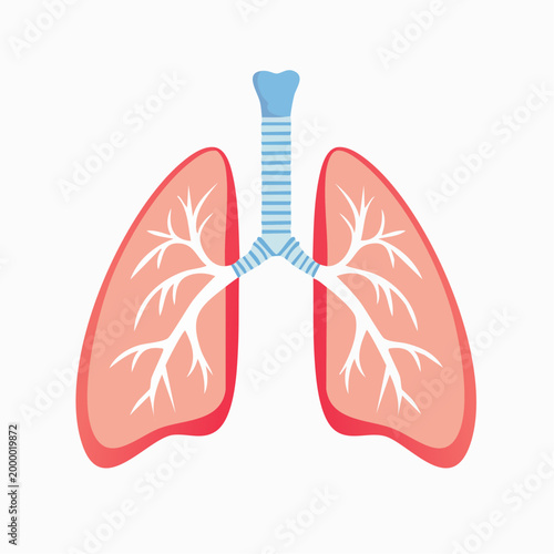 Illustration of Human Lungs and Trachea
