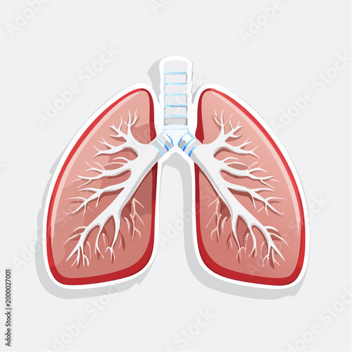 Illustration of Human Lungs and Trachea