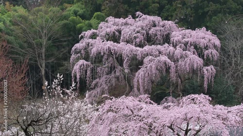 森と福聚寺桜