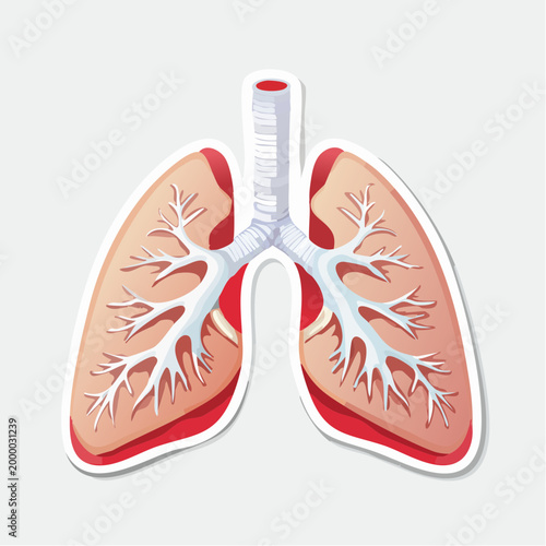 Illustration of Human Lungs and Trachea