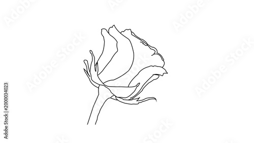 Single stroke rose