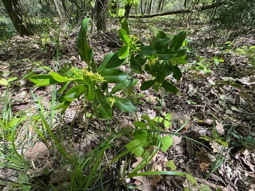 Obraz na plátne Daphne pontica, known as Pontic daphne or spurge laurel, with glossy evergreen leaves and greenish-yellow tubular flowers growing on a woodland floor in natural sunlight, representing forest flora