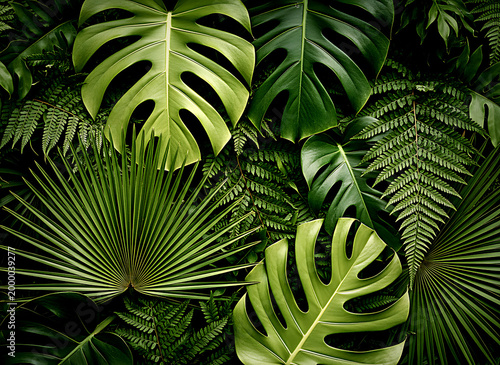 Vibrant green tropical leaves overlap creating a dense foliage background with varied textures and natural light